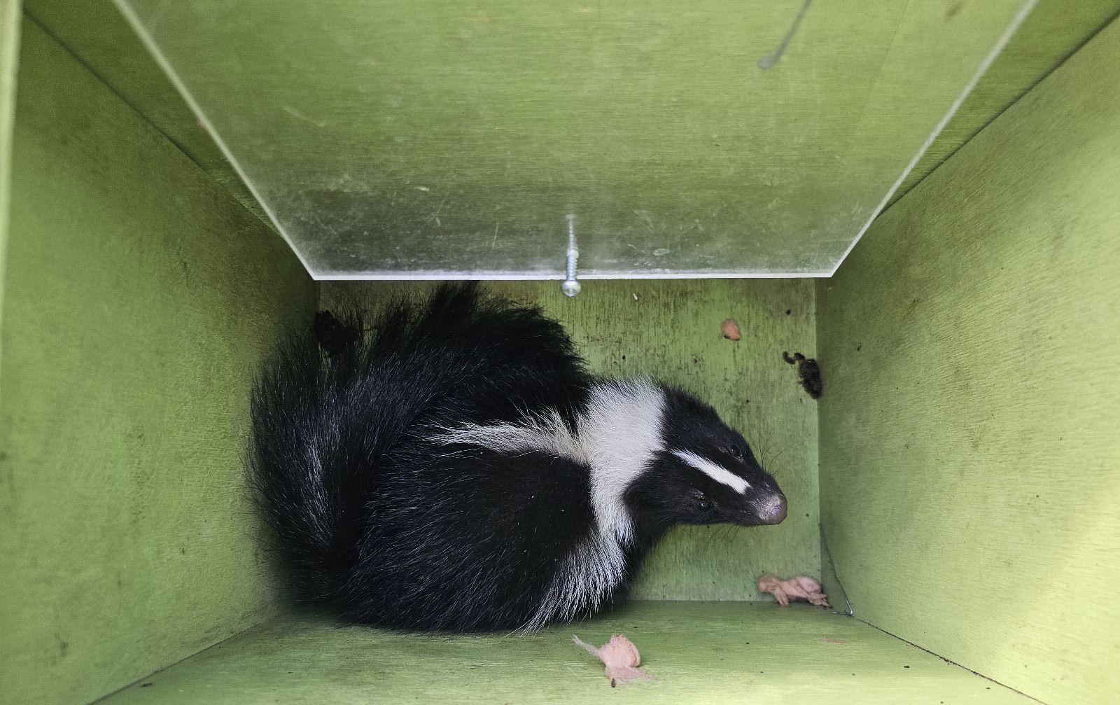 Skunks Uncovered - What They Eat and Your Top Questions Answered