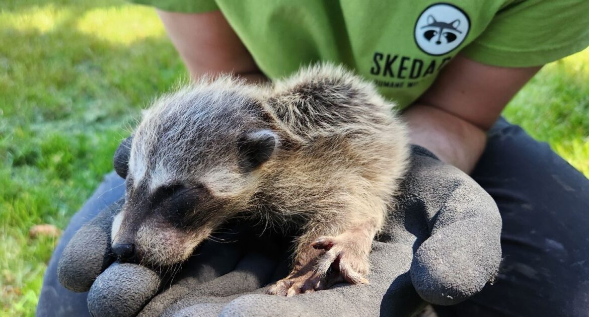 The Challenges Of Raccoons In Urban Areas