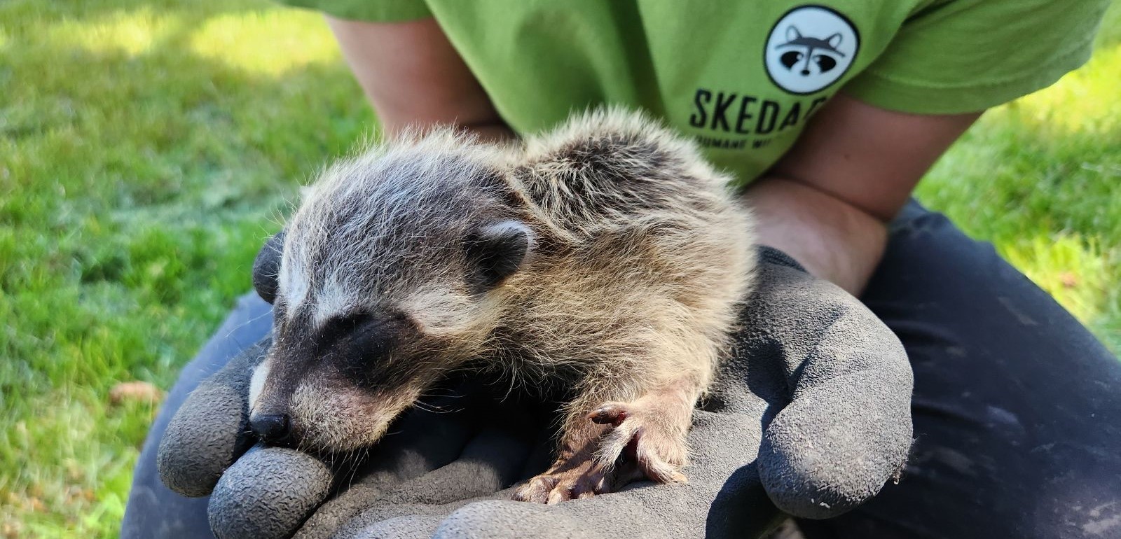 The Challenges Of Raccoons In Urban Areas