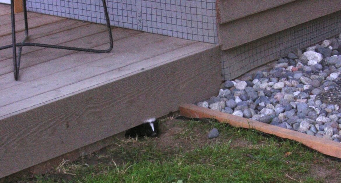 The Role of Professional Wildlife Services in Pittsburgh Skunk Removal