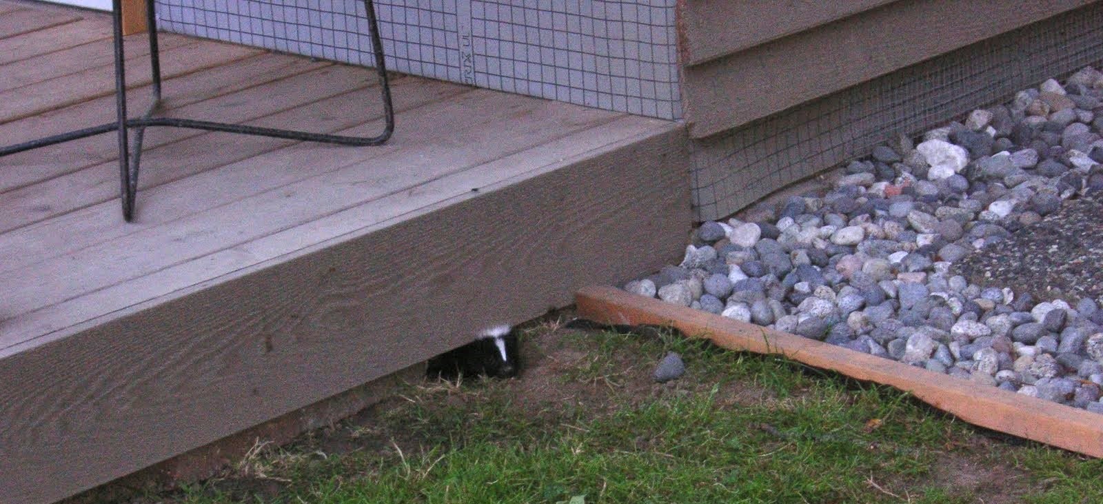 The Role of Professional Wildlife Services in Pittsburgh Skunk Removal