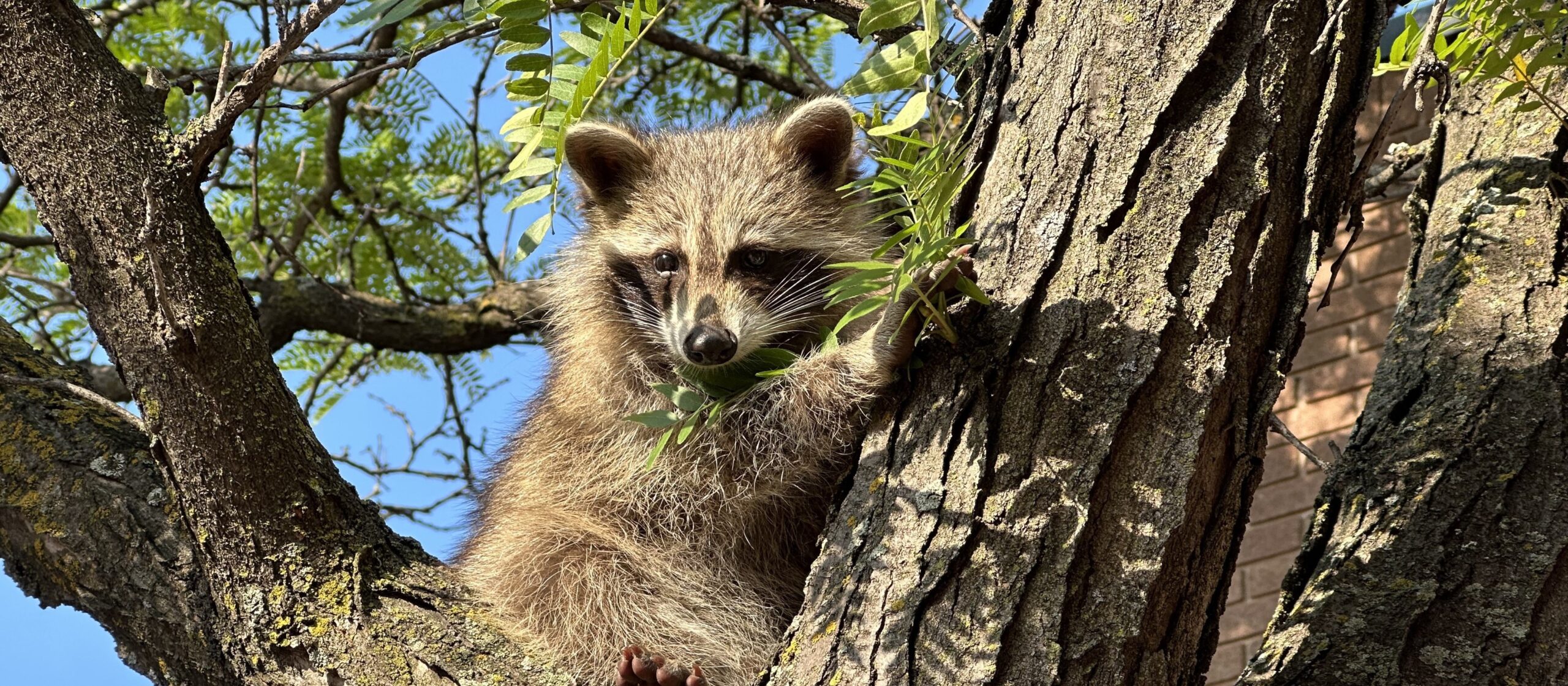 The Role of Raccoons in the Ecosystem - Why They Matter
