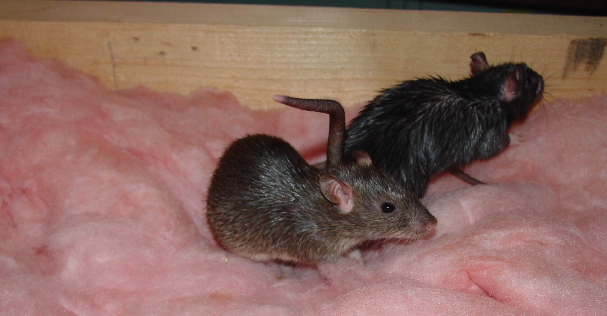 Three Early Signs Your Have A Rodent Problem