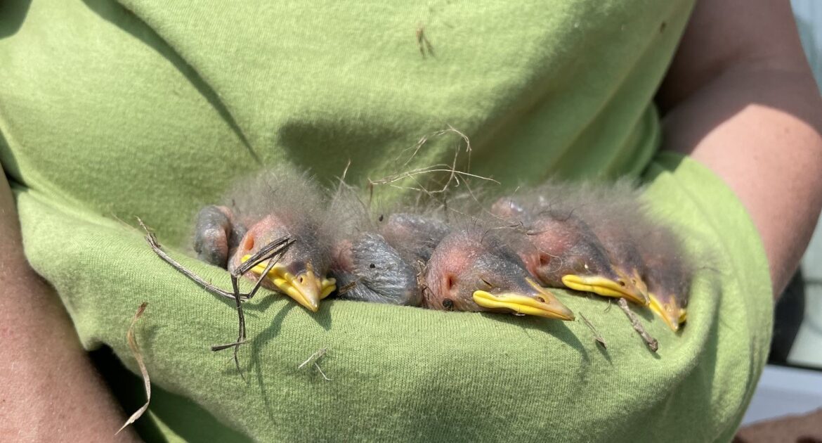 What To Do If You Find A Bird's Nest With Eggs Or Baby Birds