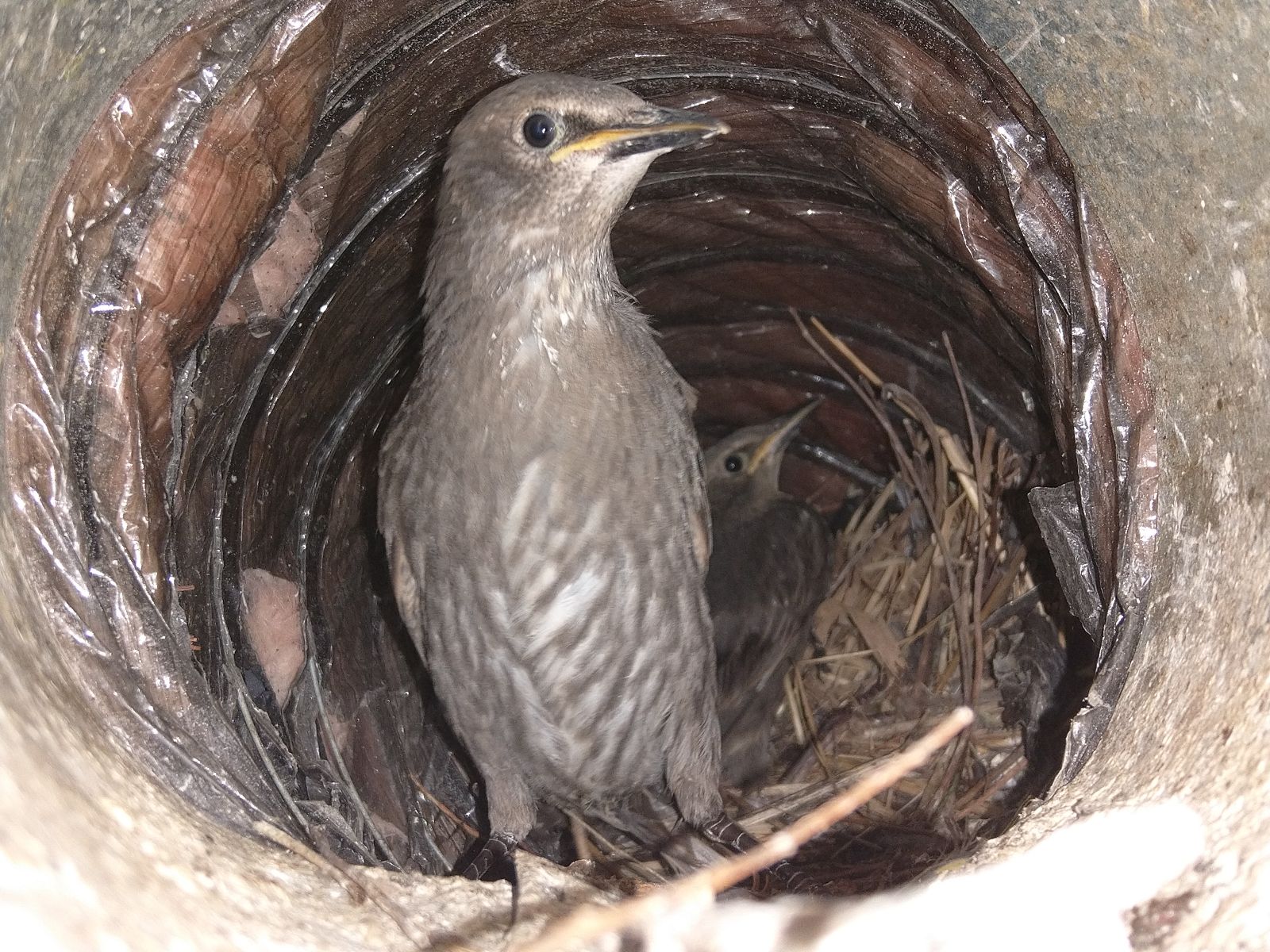 What Types Of Birds Could Be Nesting In My Chimney