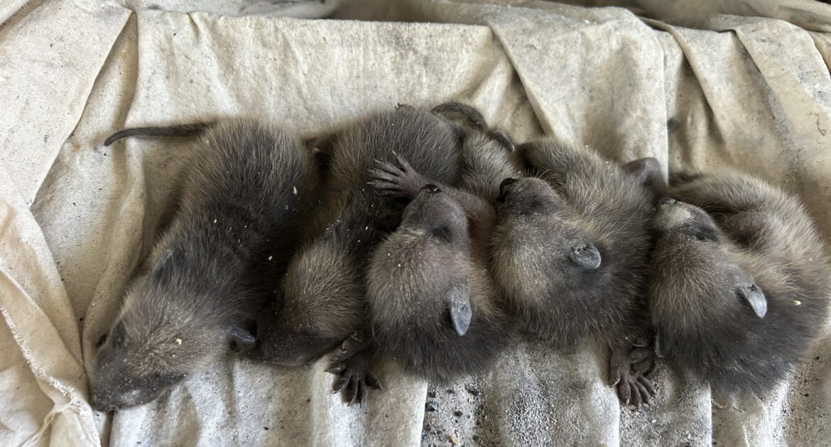 When Raccoons Strike - How One Family Got a $100K Bill