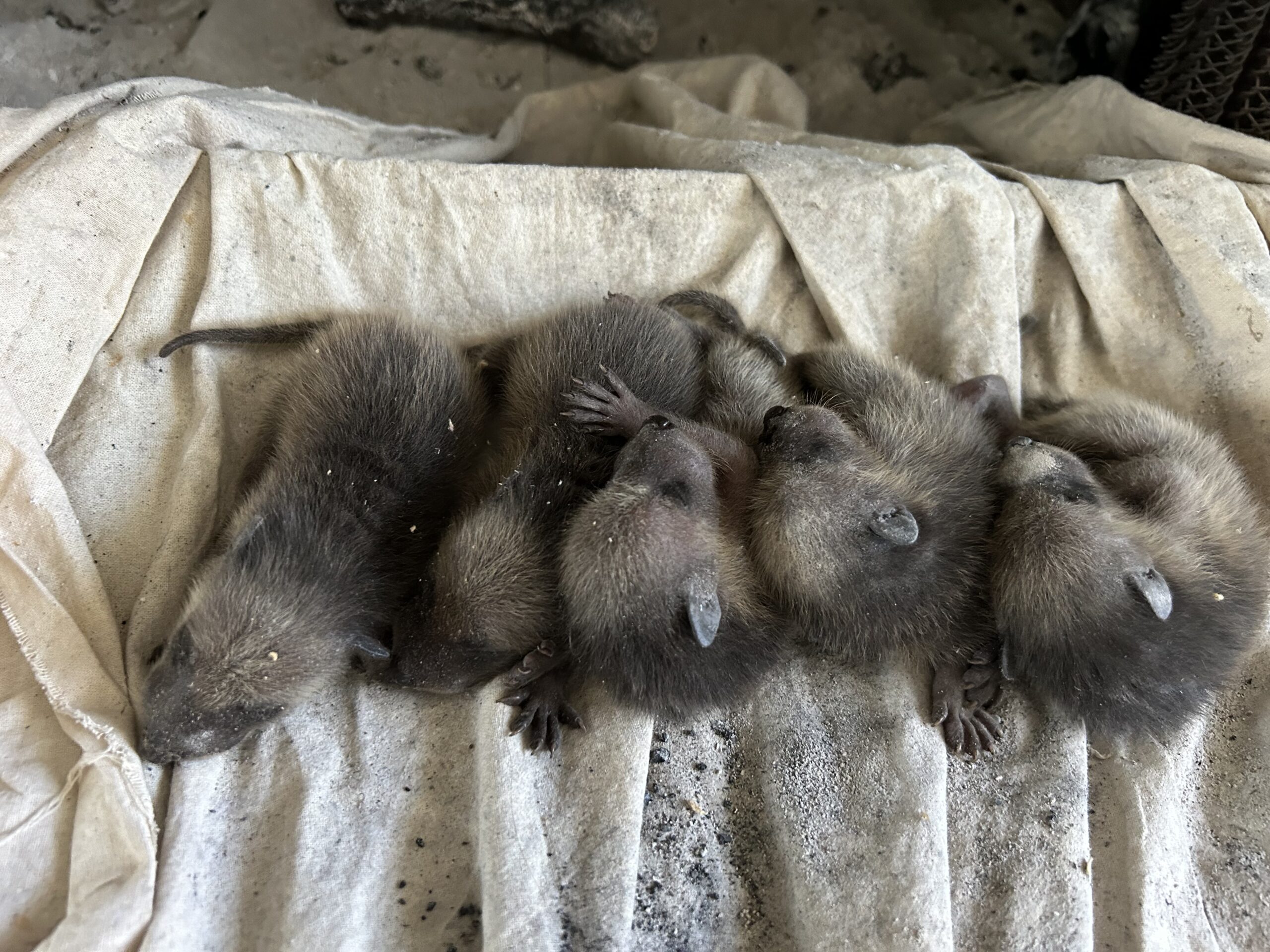 When Raccoons Strike - How One Family Got a $100K Bill