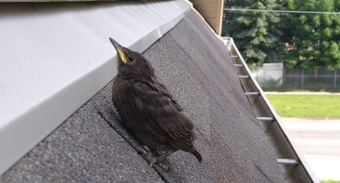 Where Do Birds Take Cover In A Summer Storm