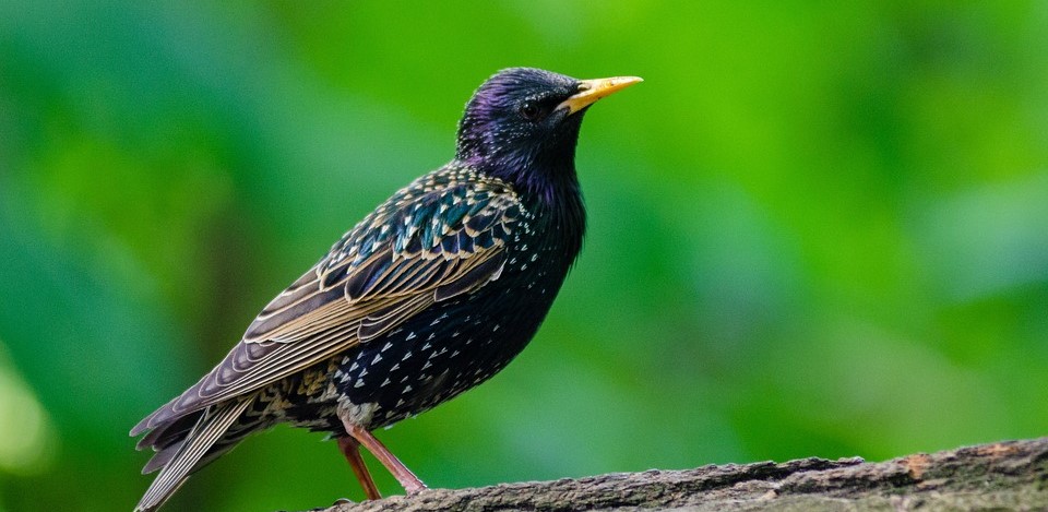 Why Are Birds Pecking At Your House - Could It Be Doing Damage