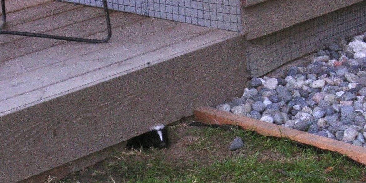 Why Using DIY Methods To Scare Off Skunks Is A Bad Idea