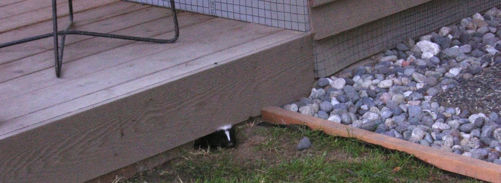 Why Using DIY Methods To Scare Off Skunks Is A Bad Idea