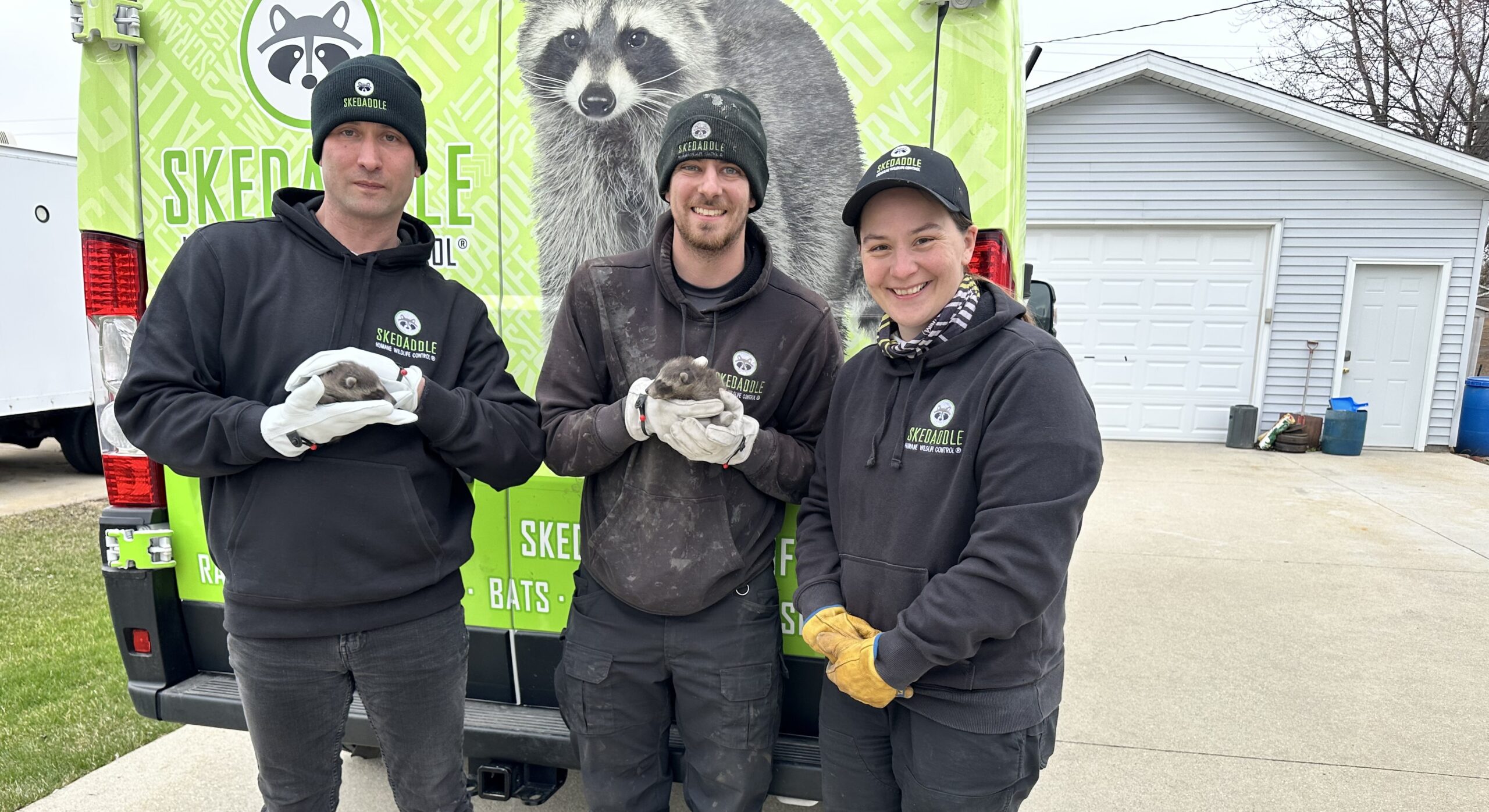 Raccoon baby next to Skedaddle logo on sweater Toronto Skedaddle Humane Wildlife Control April, 2024