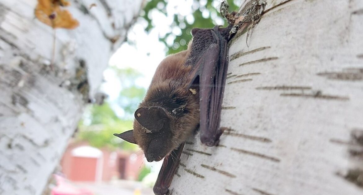 Atlanta Wildlife Control - How Many Different Types Of Bats Are There