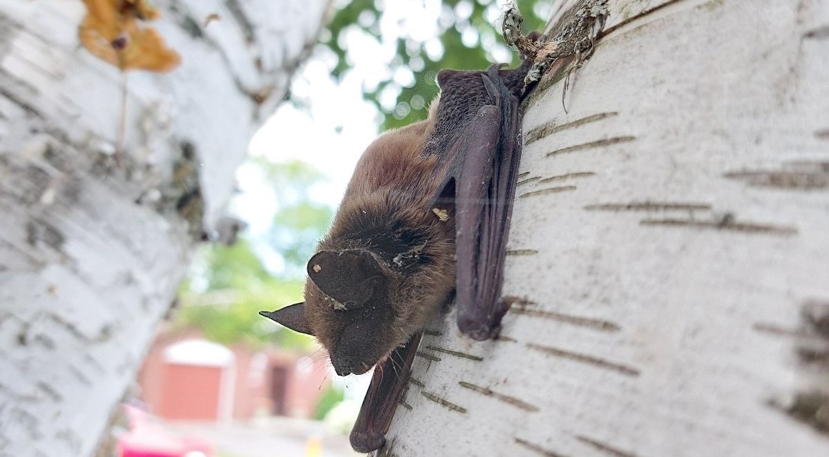 Atlanta Wildlife Control - How Many Different Types Of Bats Are There
