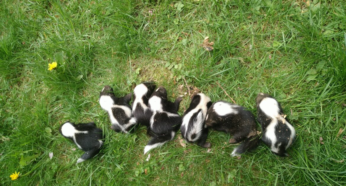 Atlanta Wildlife Control - Why You Shouldn't Approach Skunks