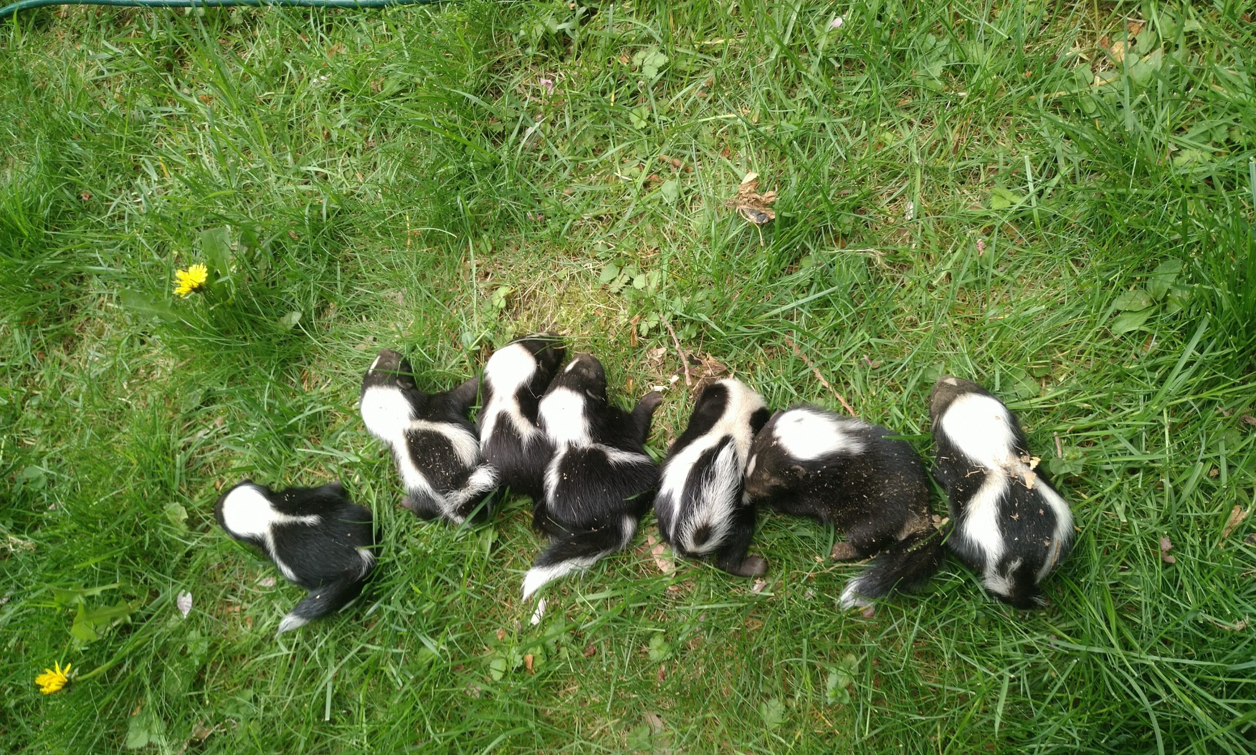 Atlanta Wildlife Control - Why You Shouldn't Approach Skunks