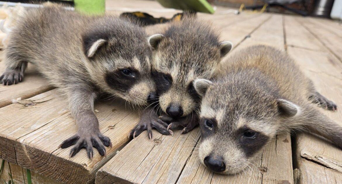 Ornery Racoon Baby Raccoons Without A Mother | Skedaddle Toronto