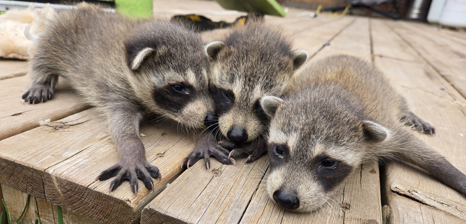 Baby Raccoons In Your Yard - What To Do If There Is No Mother Near