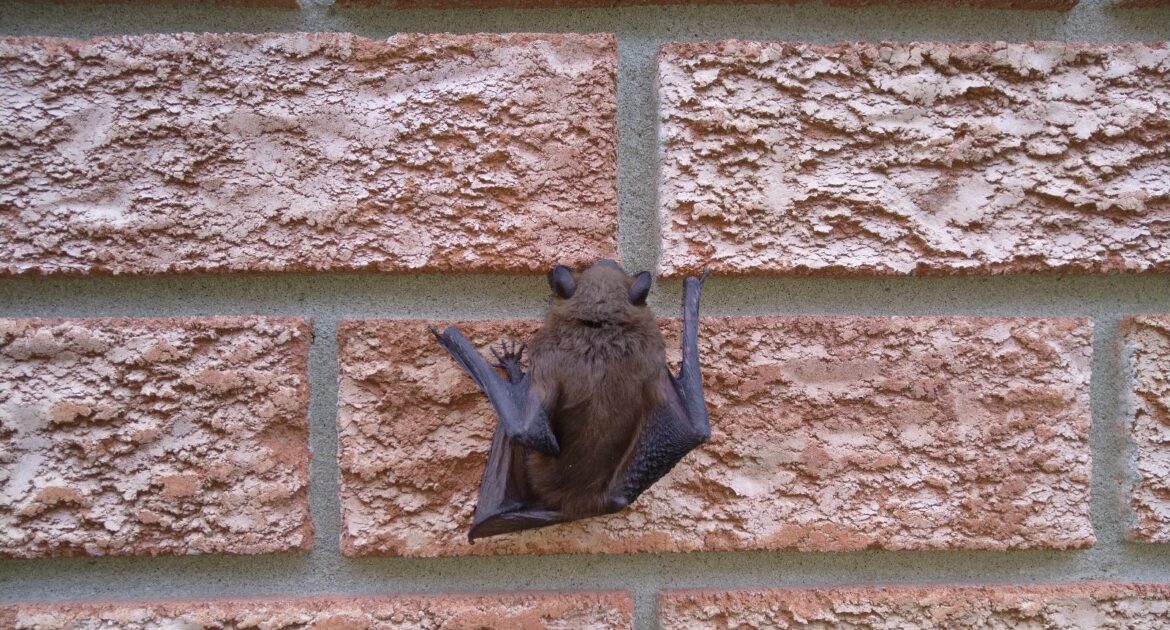 Bats In Your Business