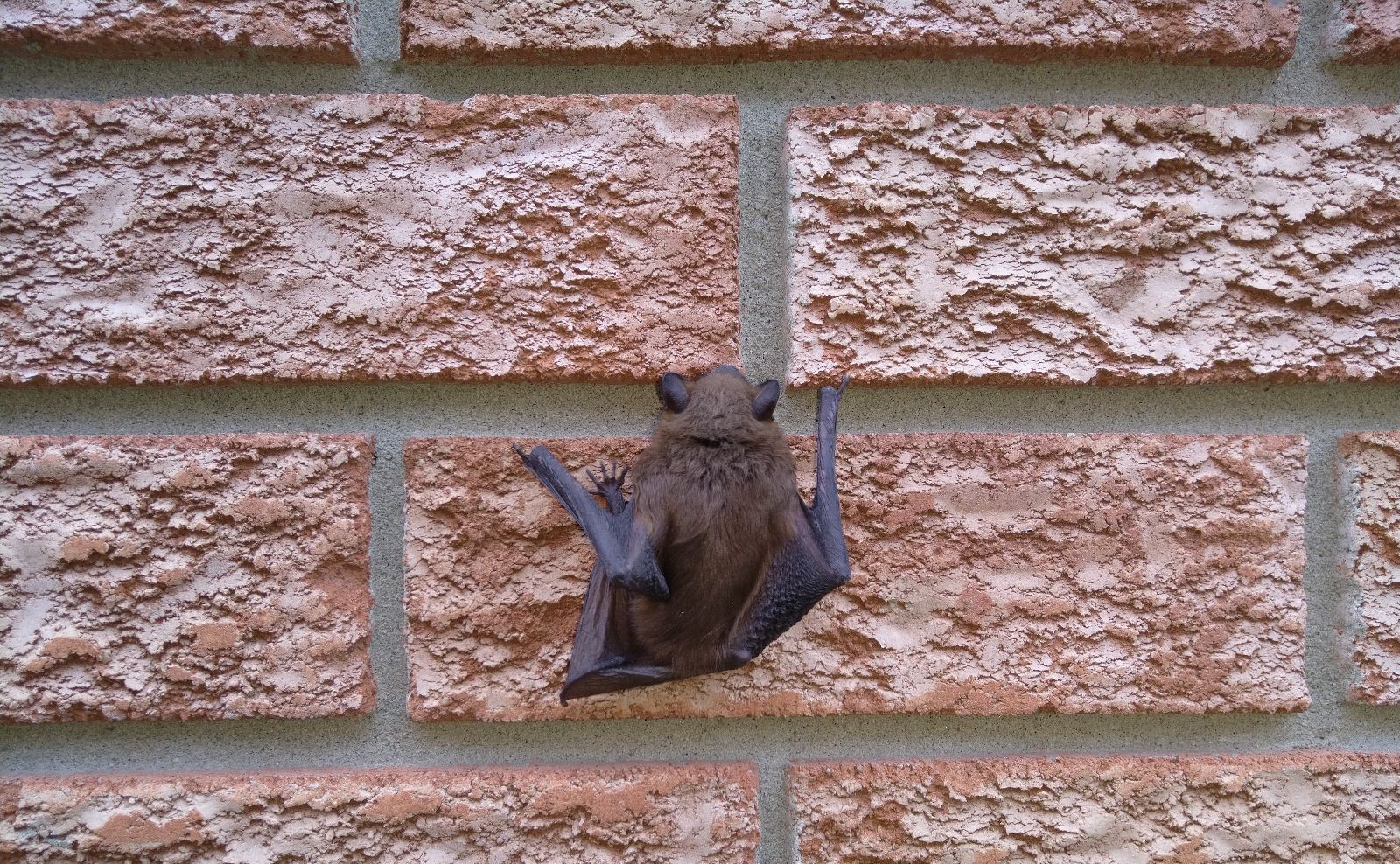 Bats In Your Business
