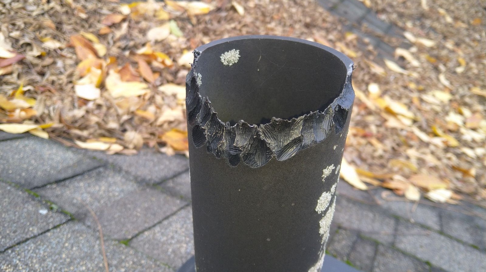 Chew Marks at Home