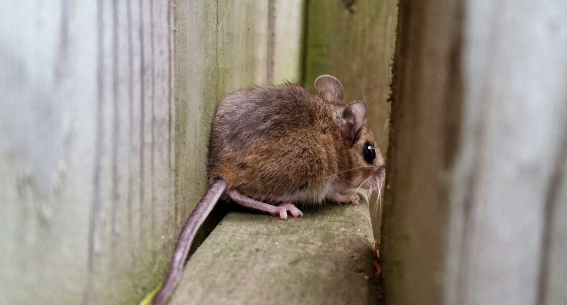 Do Mice Have Babies Year Round