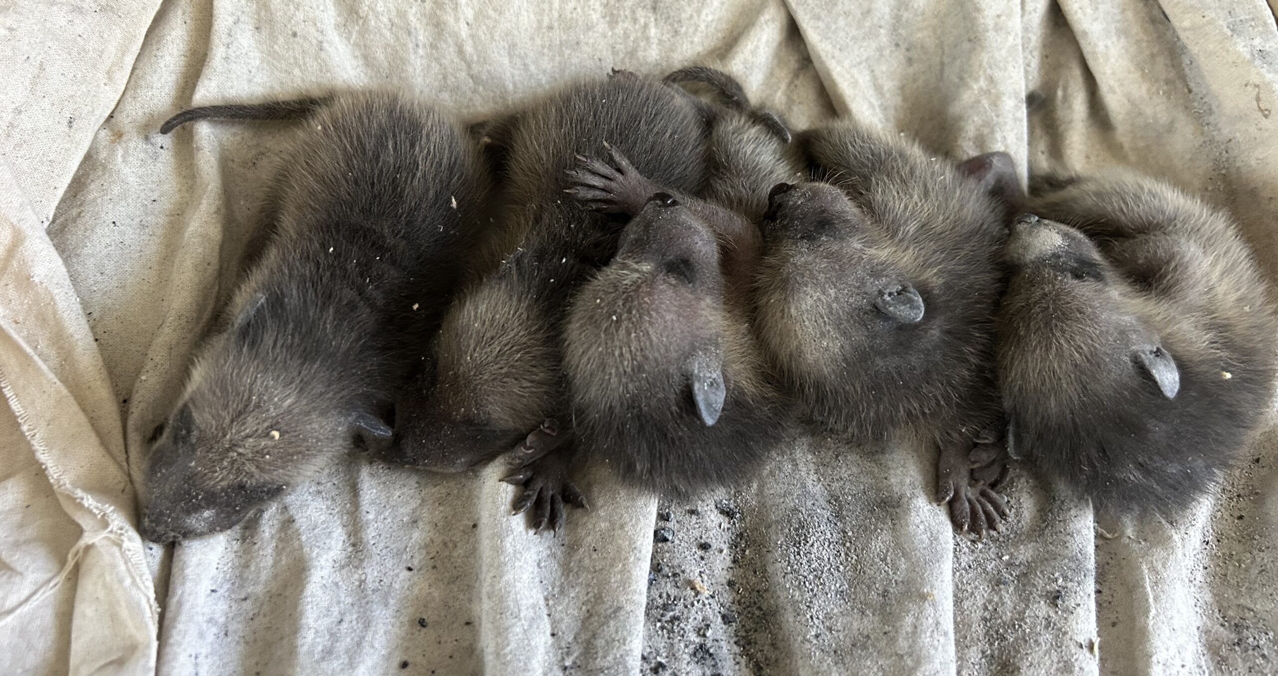 East Cobb Wildlife Control - Are Raccoons Smart