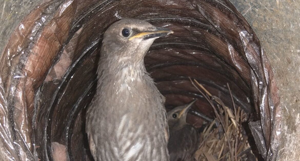 How Birds Could Affect Your Atlanta Business