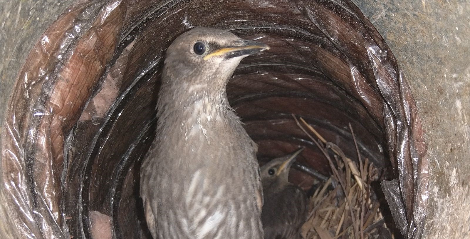 How Birds Could Affect Your Atlanta Business