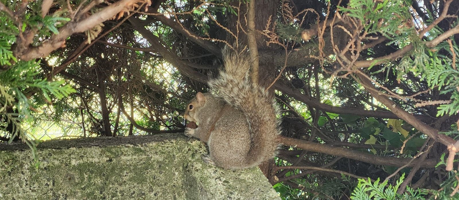 How Do Squirrels Prepare For Fall Weather
