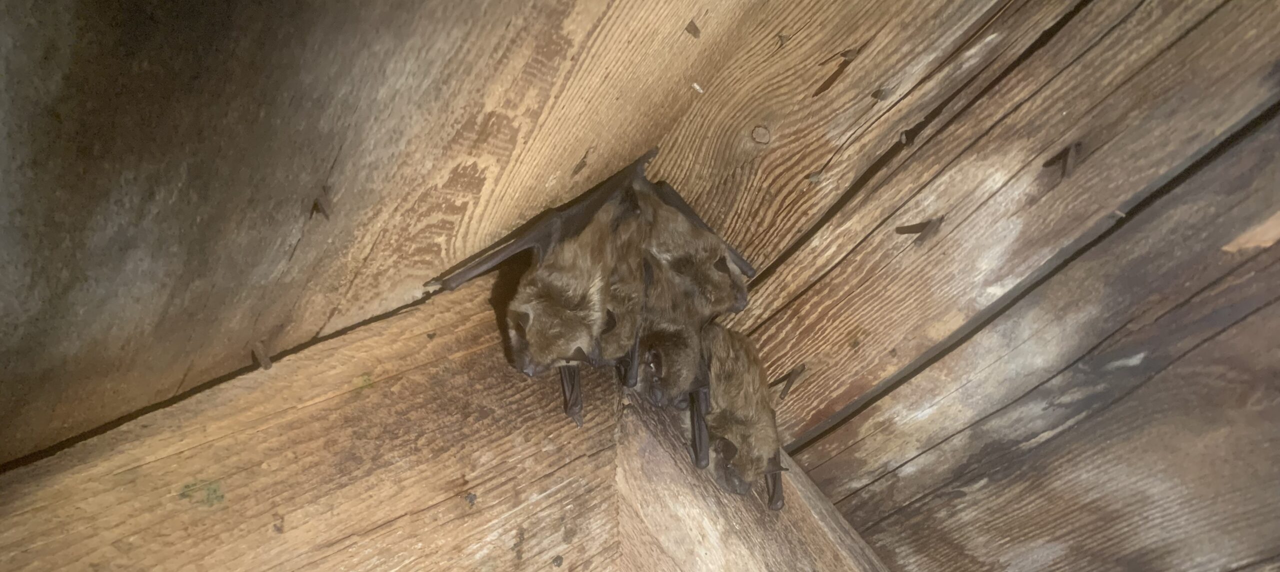 How To Attract Bats To Your Yard, But Not Into Your House