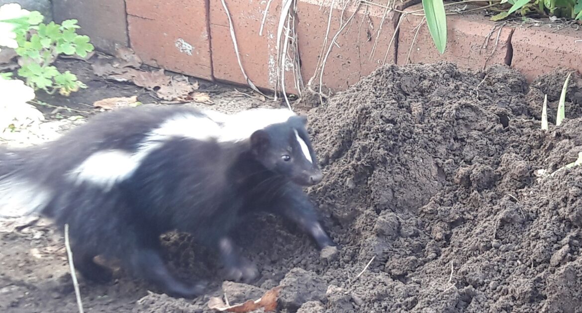 How To Scare Away A Skunk