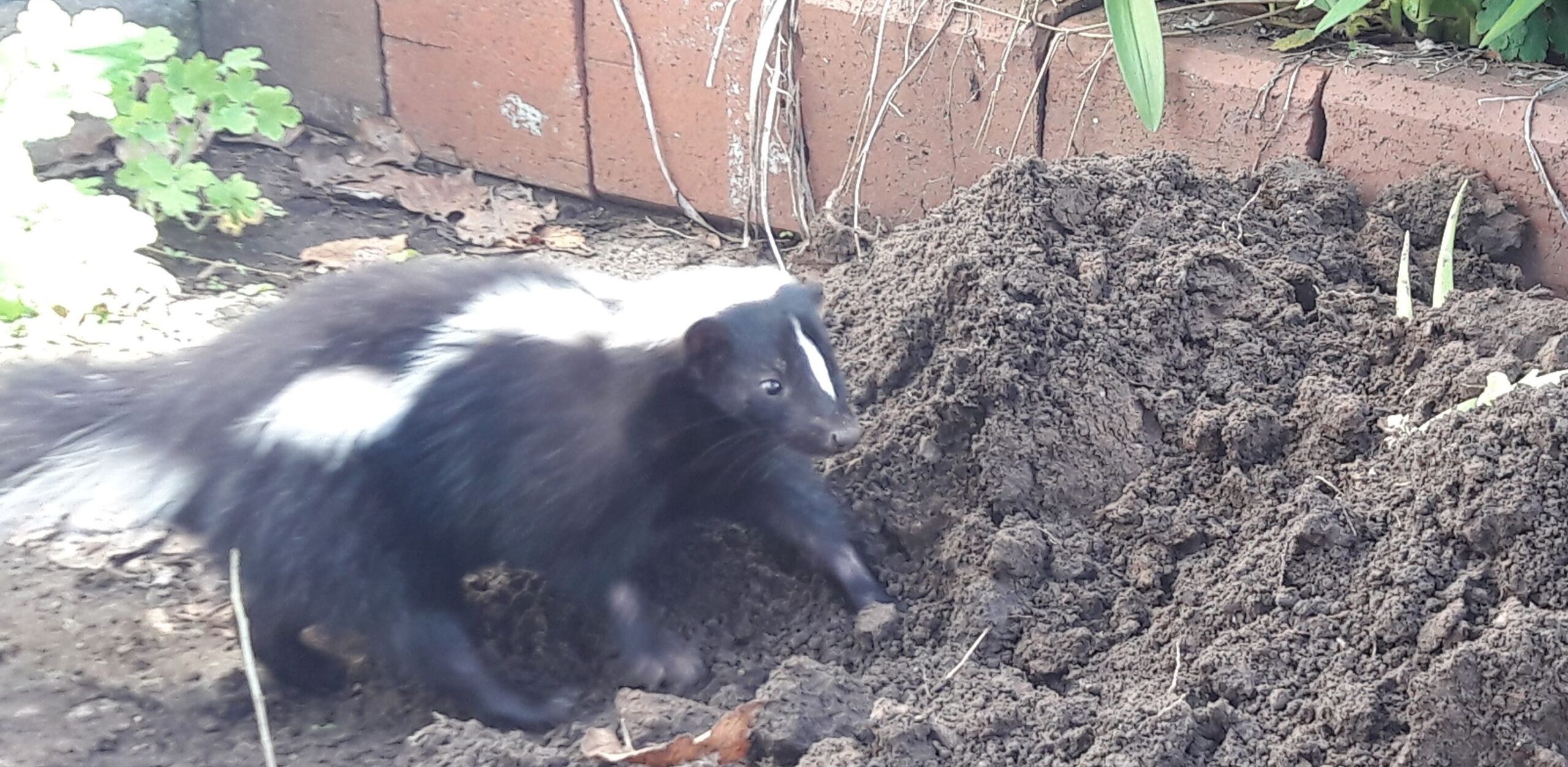 How To Scare Away A Skunk