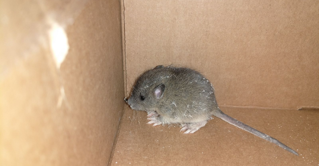 Mice In Commercial Kitchens