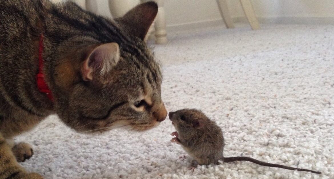 Mouse In The House - Should You Keep It As A Pet