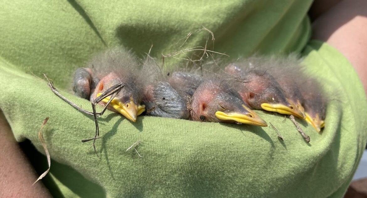 Should You Remove Baby Birds By Hand
