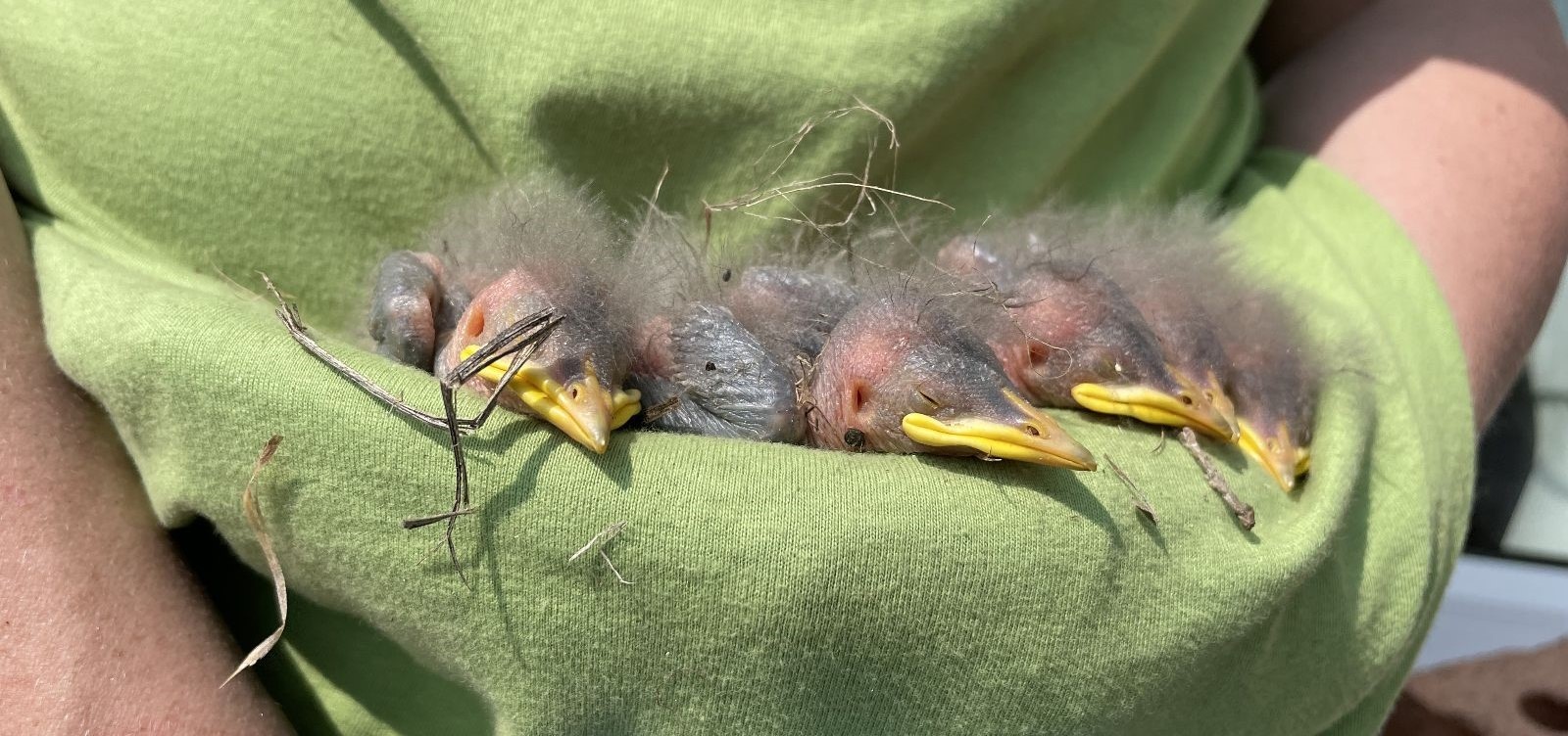 Should You Remove Baby Birds By Hand