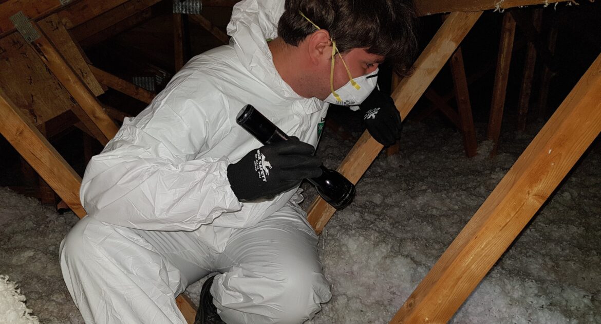 Skedaddle Restoration Services - How We Clean Up After A Raccoon Invasion