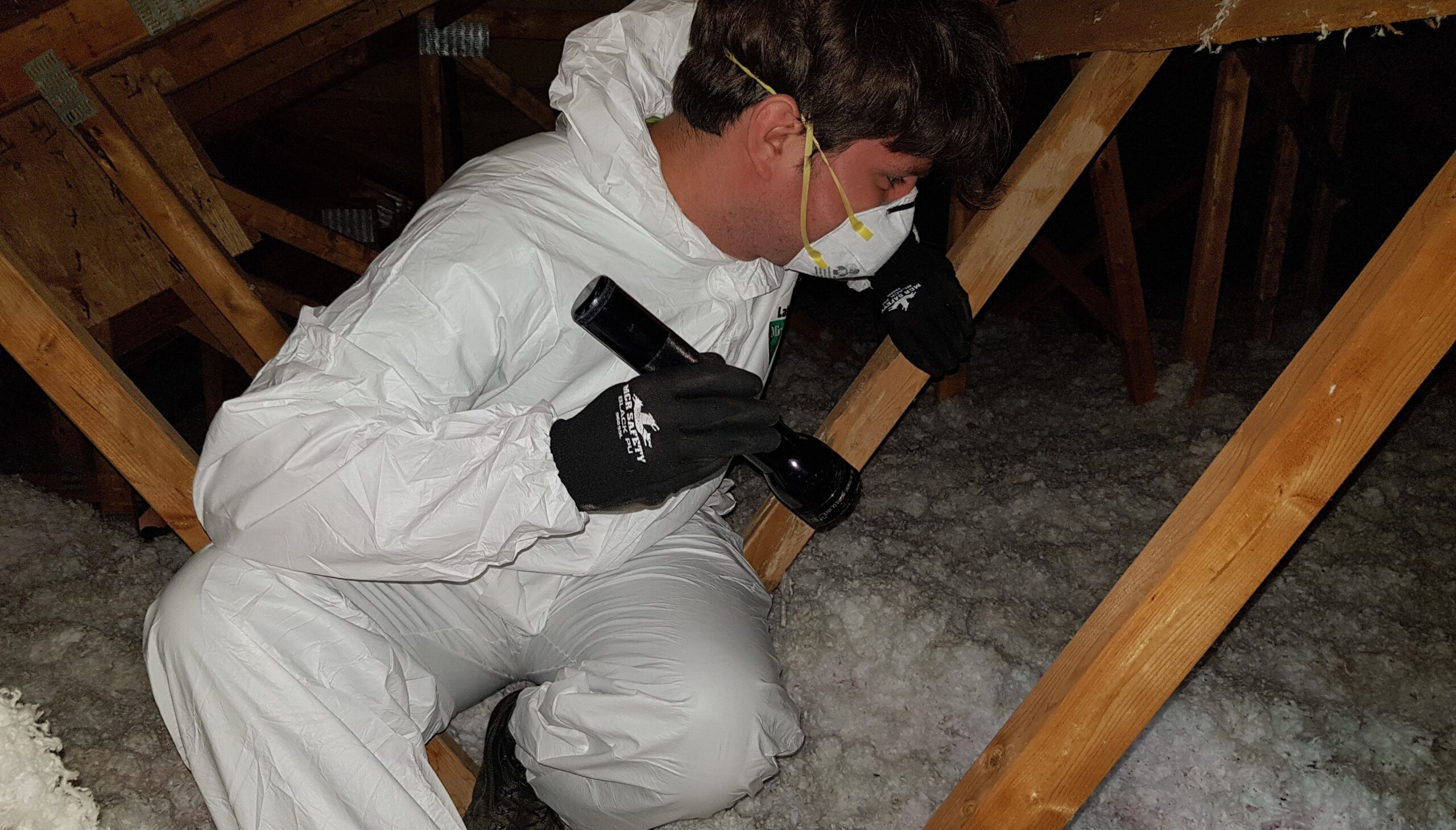 Skedaddle Restoration Services - How We Clean Up After A Raccoon Invasion