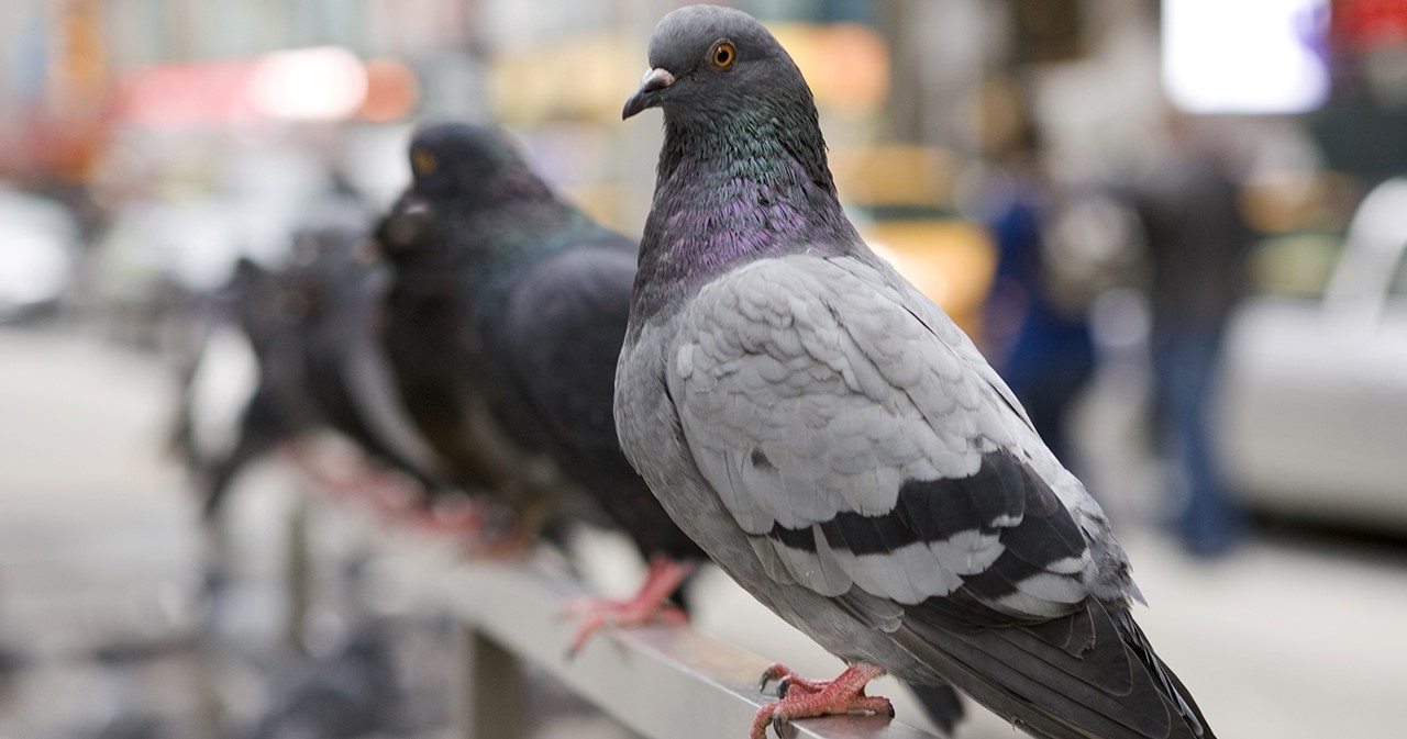 The Problem With Pigeons - Are City Birds Taking Over Your Home