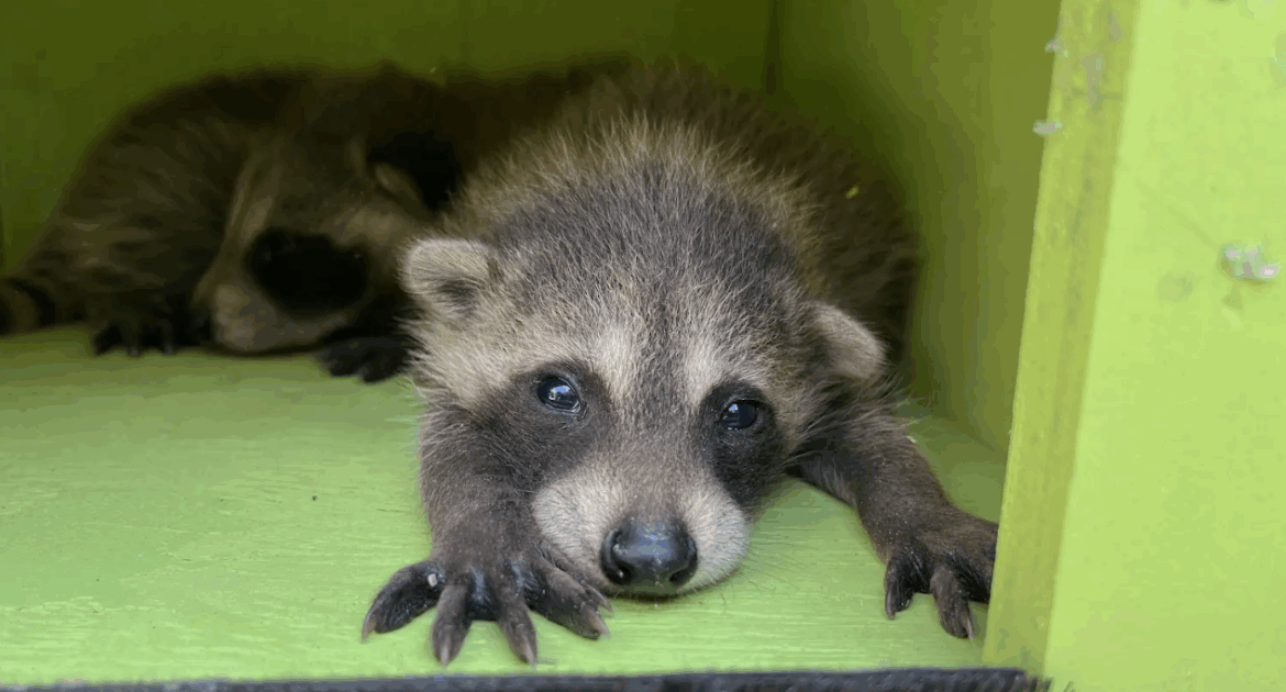 What Do Raccoons Eat