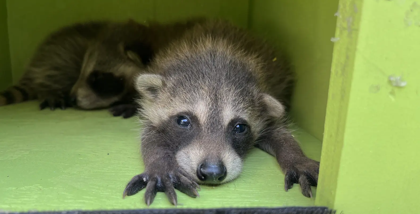 What Do Raccoons Eat