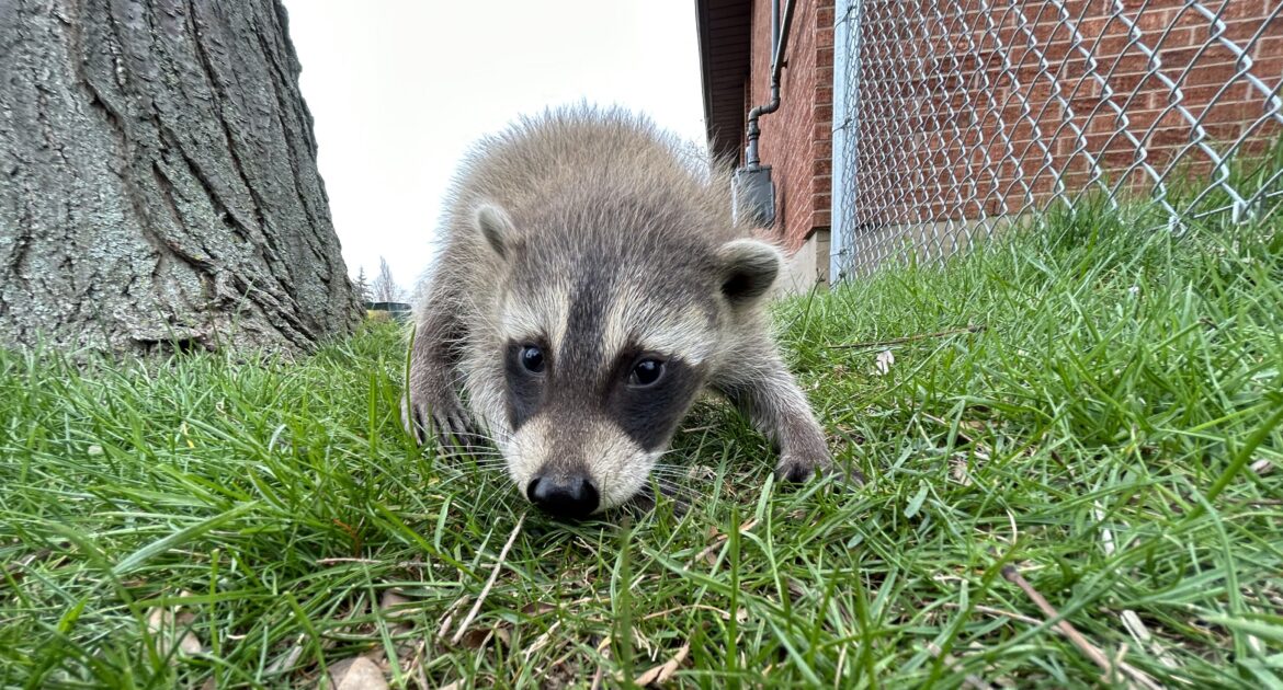 What Does A Raccoon Den Look Like