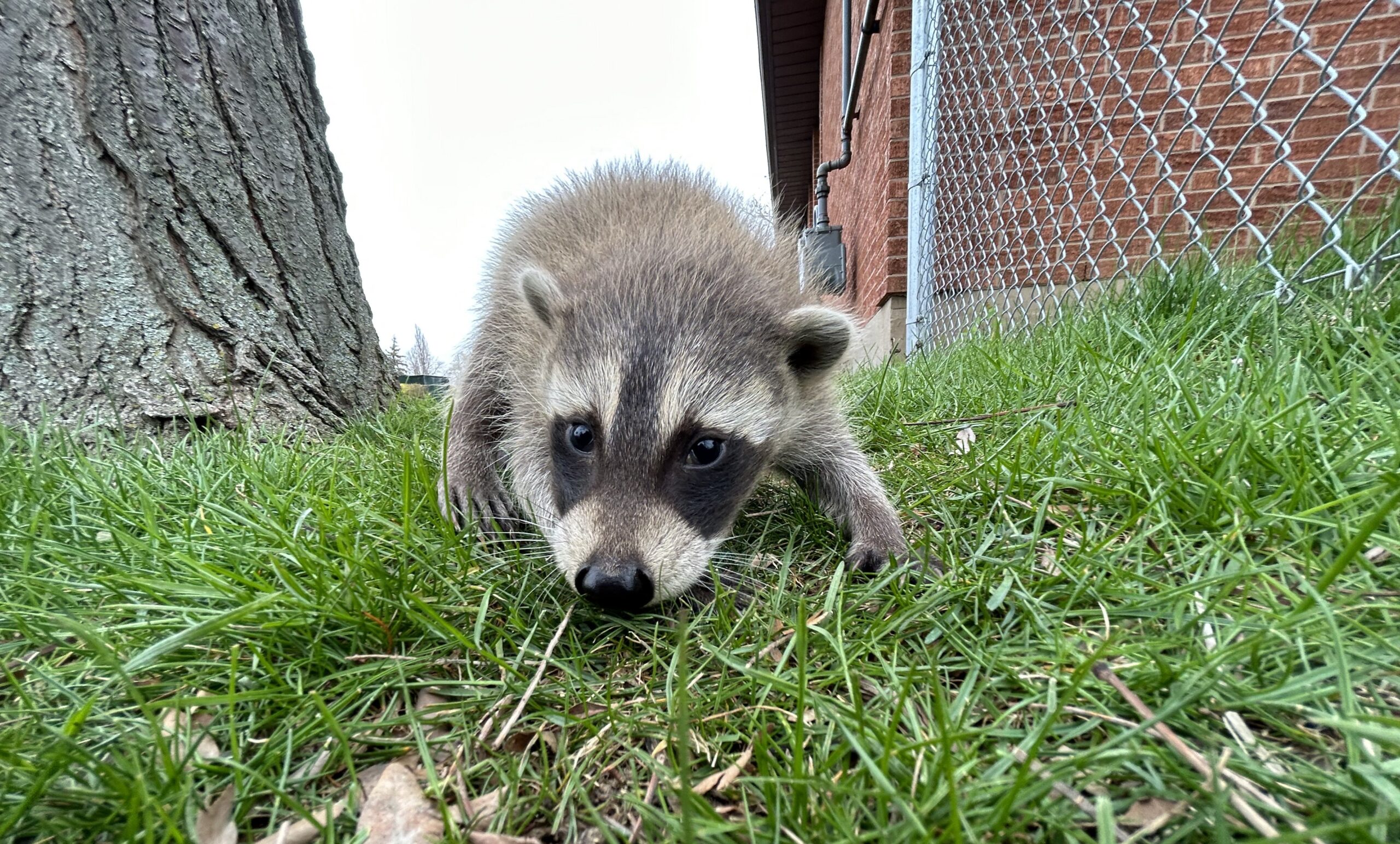 What Does A Raccoon Den Look Like