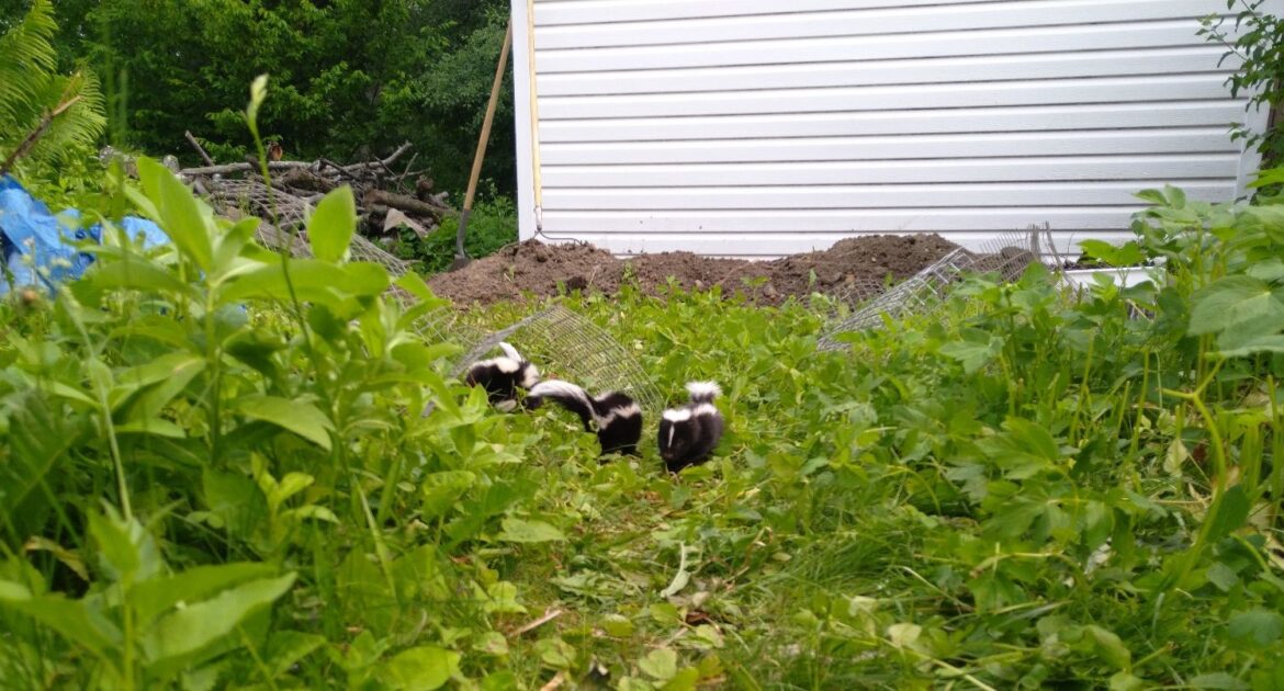 Why Are Skunks Attracted To Your Garden