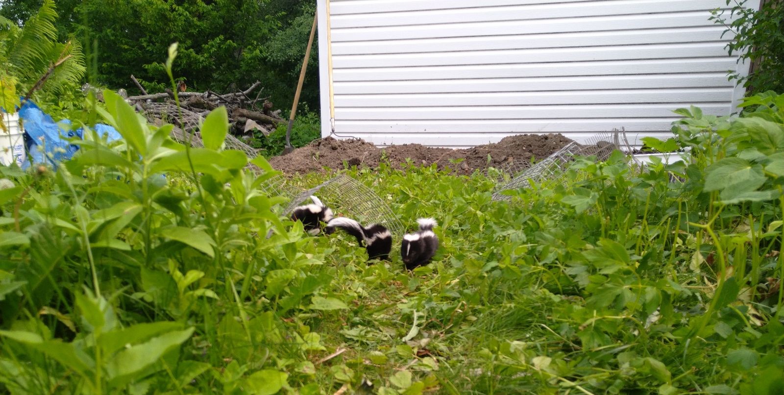 Why Are Skunks Attracted To Your Garden