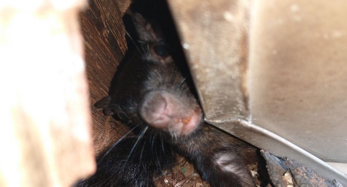 Are Squirrels Preparing To Nest In Your Home