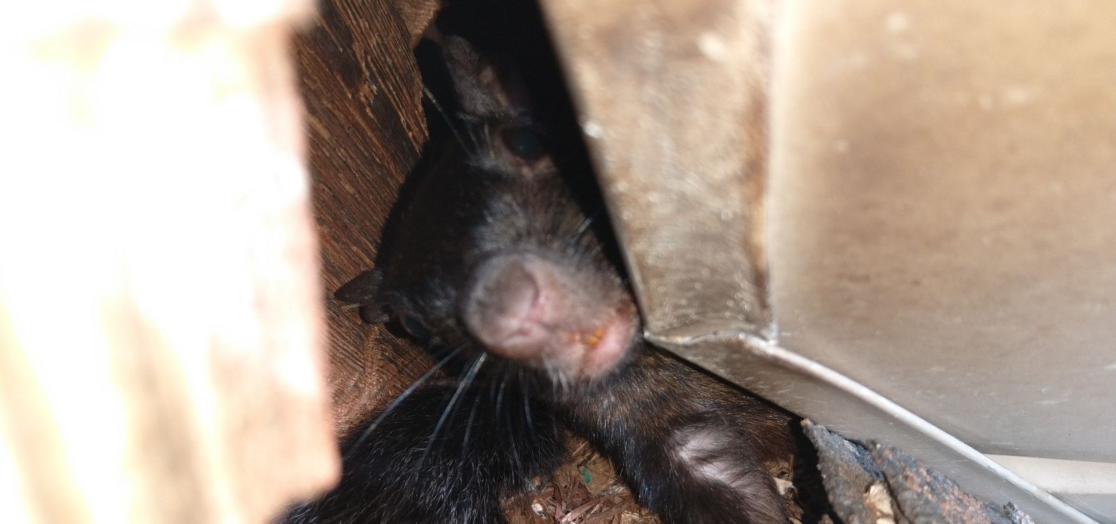 Are Squirrels Preparing To Nest In Your Home