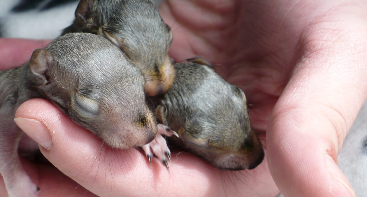 Baby Squirrels 101