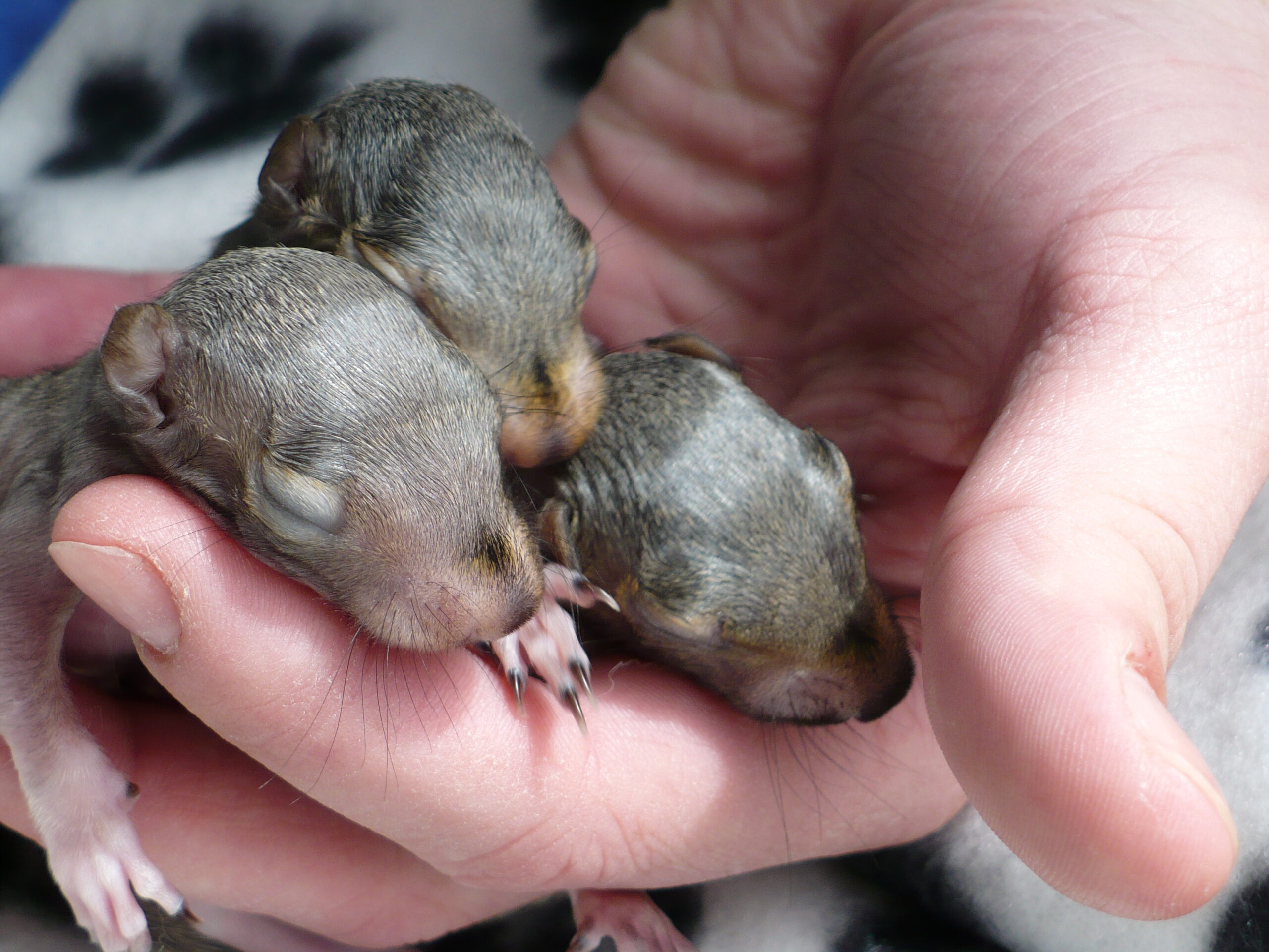 Baby Squirrels 101